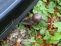 Volkswagen passat stationwagen - afbeelding 3 van  13