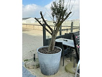 Volledige restaurantinrichting - afbeelding 91 van  93