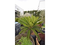 Vredespalm - mediterranean tree - afbeelding 4 van  4