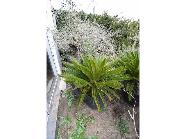 Vredespalm - mediterranean tree - afbeelding 1 van  4