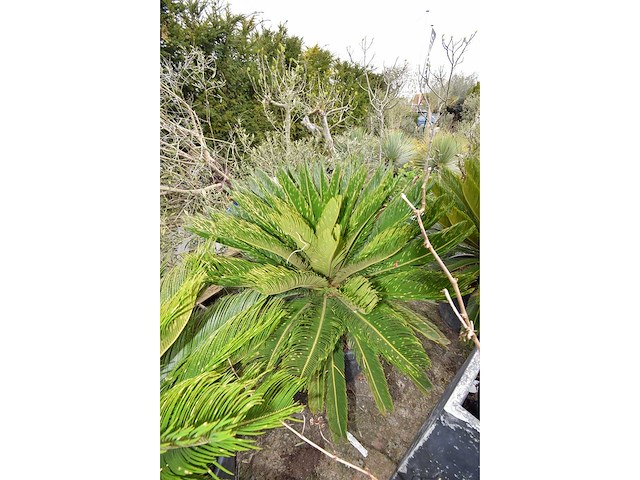 Vredespalm - mediterranean tree - afbeelding 2 van  4