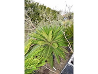 Vredespalm - mediterranean tree - afbeelding 2 van  4