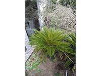 Vredespalm - mediterranean tree - afbeelding 2 van  4