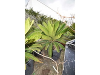 Vredespalm - mediterranean tree - afbeelding 3 van  4