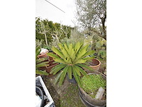 Vredespalm - mediterranean tree - afbeelding 4 van  4