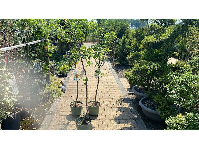 Vrucht- / fruitboom (3x) - afbeelding 1 van  1