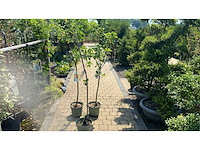 Vrucht- / fruitboom (3x) - afbeelding 1 van  1