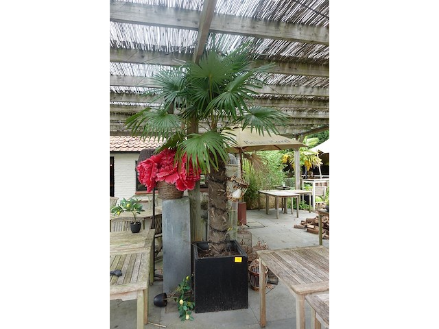 Waaierpalm - afbeelding 1 van  7