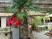 Waaierpalm - afbeelding 1 van  7