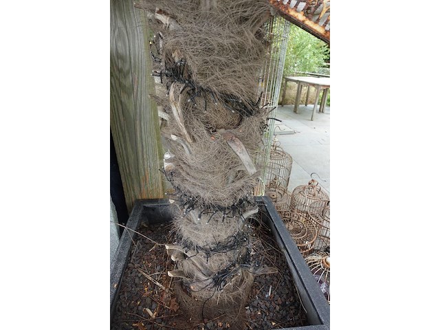 Waaierpalm - afbeelding 2 van  7