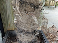 Waaierpalm - afbeelding 2 van  7