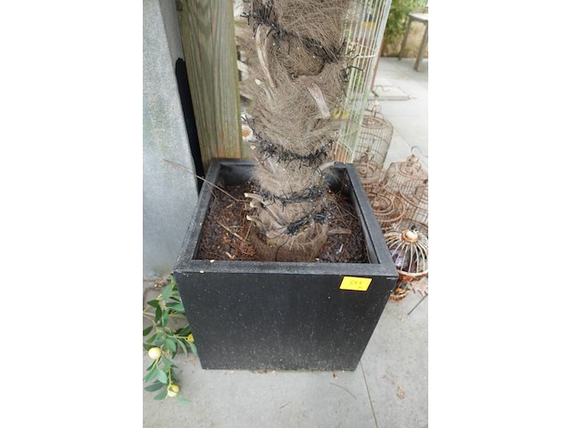 Waaierpalm - afbeelding 3 van  7