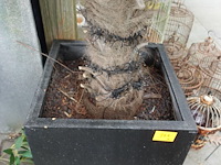 Waaierpalm - afbeelding 3 van  7