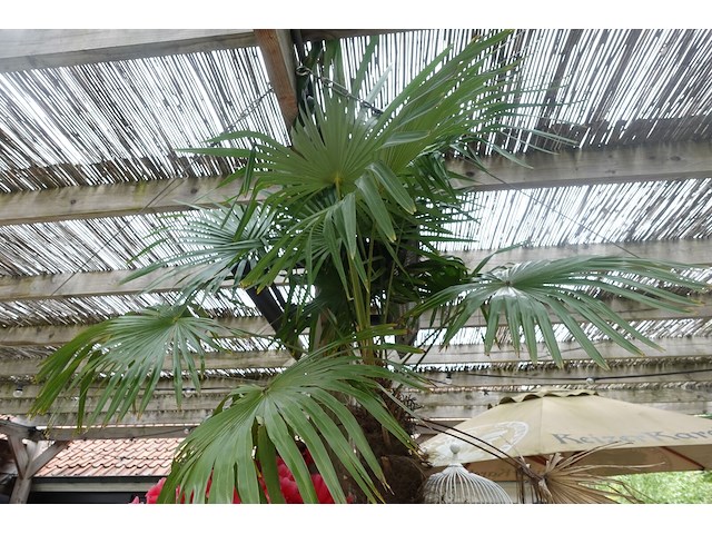 Waaierpalm - afbeelding 4 van  7