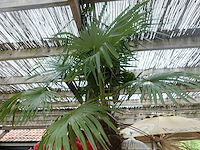 Waaierpalm - afbeelding 4 van  7