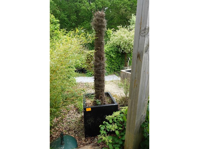 Waaierpalm - afbeelding 5 van  7