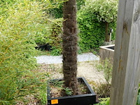 Waaierpalm - afbeelding 5 van  7