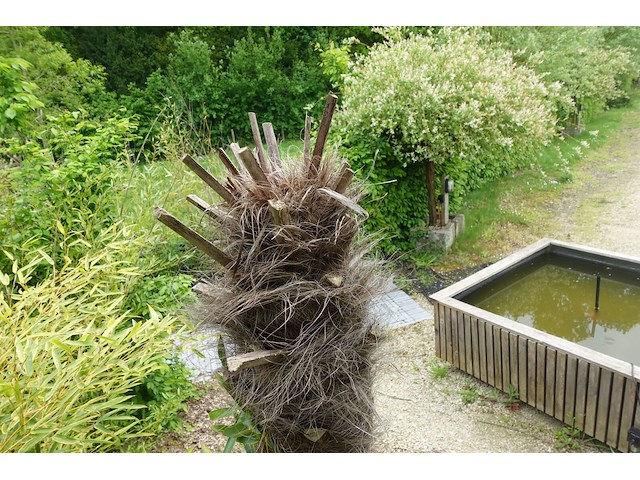 Waaierpalm - afbeelding 6 van  7