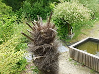 Waaierpalm - afbeelding 6 van  7