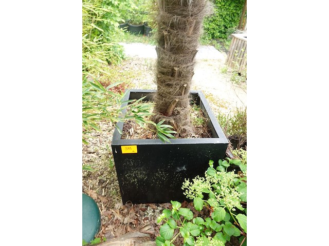 Waaierpalm - afbeelding 7 van  7
