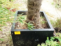 Waaierpalm - afbeelding 7 van  7