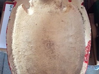 Wapenschild - afbeelding 4 van  4