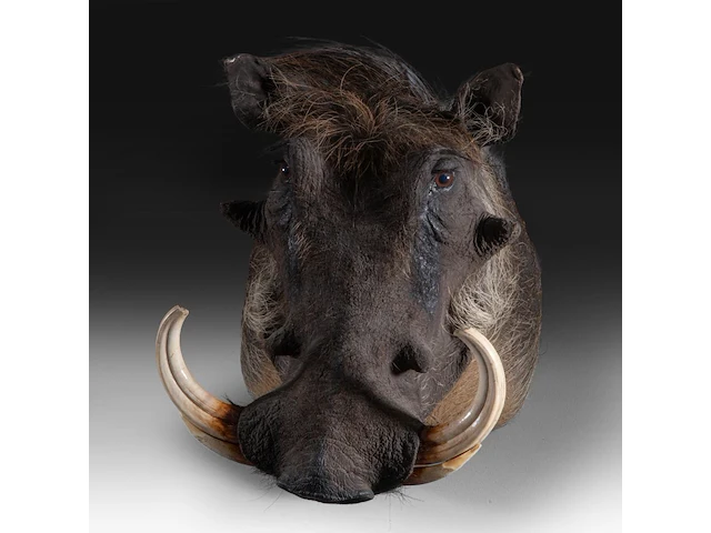 Warthog (phacochoerus africanus) shoulder mount, taxidermy trophy, h 50 cm, added; a mounted set of warthog tusks - afbeelding 1 van  4