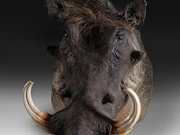 Warthog (phacochoerus africanus) shoulder mount, taxidermy trophy, h 50 cm, added; a mounted set of warthog tusks