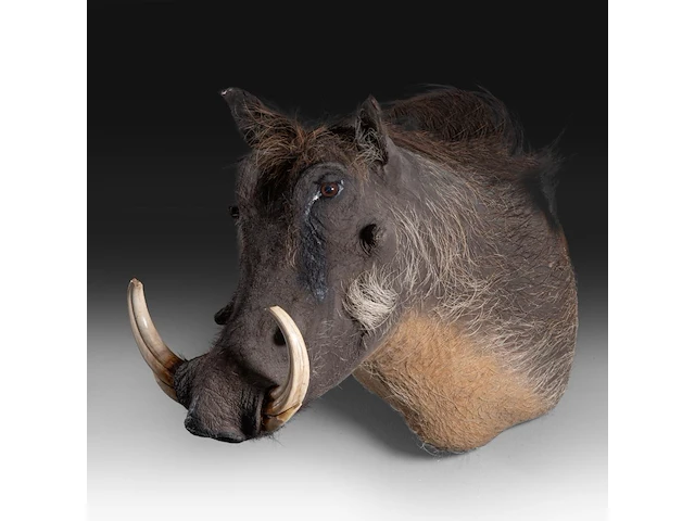 Warthog (phacochoerus africanus) shoulder mount, taxidermy trophy, h 50 cm, added; a mounted set of warthog tusks - afbeelding 2 van  4