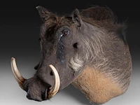 Warthog (phacochoerus africanus) shoulder mount, taxidermy trophy, h 50 cm, added; a mounted set of warthog tusks - afbeelding 2 van  4