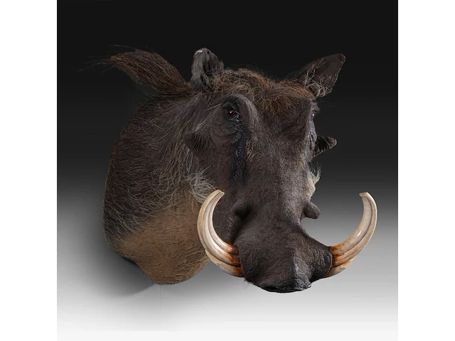 Warthog (phacochoerus africanus) shoulder mount, taxidermy trophy, h 50 cm, added; a mounted set of warthog tusks - afbeelding 3 van  4