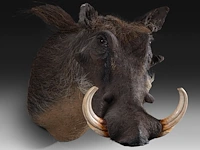 Warthog (phacochoerus africanus) shoulder mount, taxidermy trophy, h 50 cm, added; a mounted set of warthog tusks - afbeelding 3 van  4