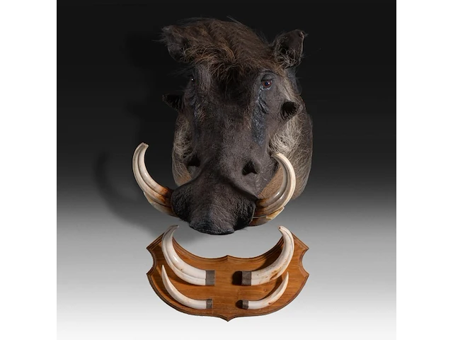 Warthog (phacochoerus africanus) shoulder mount, taxidermy trophy, h 50 cm, added; a mounted set of warthog tusks - afbeelding 4 van  4