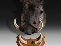 Warthog (phacochoerus africanus) shoulder mount, taxidermy trophy, h 50 cm, added; a mounted set of warthog tusks - afbeelding 4 van  4