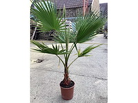 Washingtonia 1x
