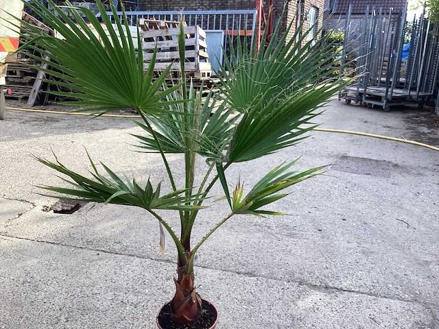 Washingtonia 1x - afbeelding 2 van  2