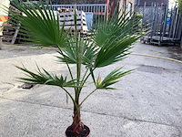 Washingtonia 1x - afbeelding 2 van  2