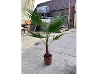 Washingtonia (2x) - afbeelding 1 van  3