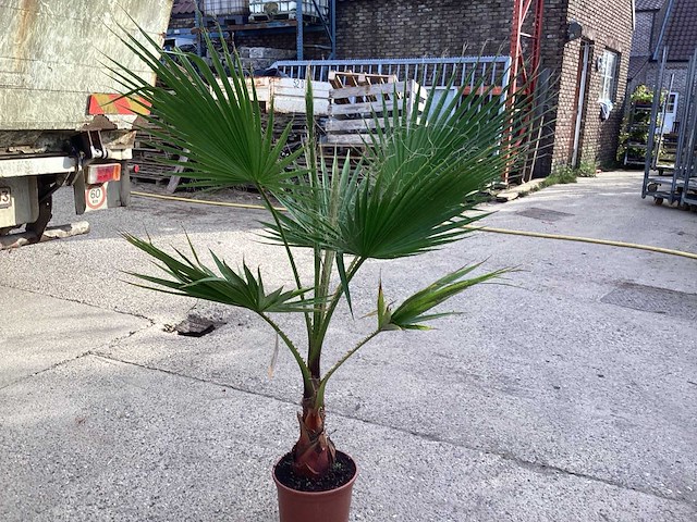 Washingtonia (2x) - afbeelding 2 van  3