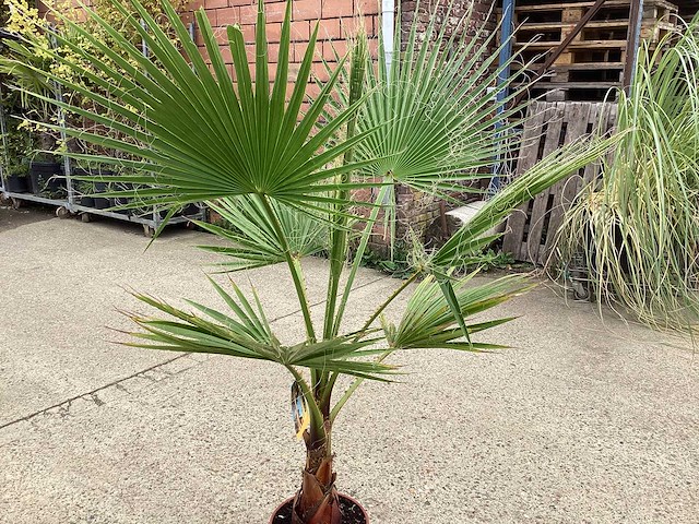 Washingtonia (2x) - afbeelding 3 van  3