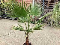 Washingtonia (2x) - afbeelding 3 van  3