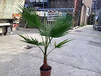 Washingtonia (2x) - afbeelding 2 van  3