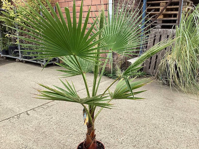 Washingtonia (2x) - afbeelding 3 van  3