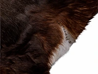 Waterbuck (kobus ellipsiprymnus) hide rug, 140 x 110 cm - afbeelding 4 van  4