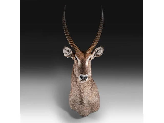 Waterbuck (kobus ellipsiprymnus) shoulder mount, taxidermy trophy, h 140 cm - afbeelding 1 van  3