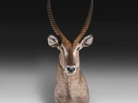 Waterbuck (kobus ellipsiprymnus) shoulder mount, taxidermy trophy, h 140 cm