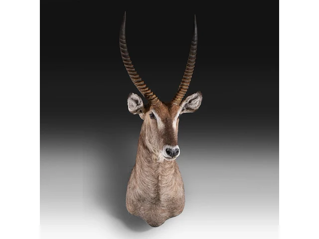 Waterbuck (kobus ellipsiprymnus) shoulder mount, taxidermy trophy, h 140 cm - afbeelding 2 van  3