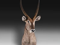 Waterbuck (kobus ellipsiprymnus) shoulder mount, taxidermy trophy, h 140 cm - afbeelding 2 van  3