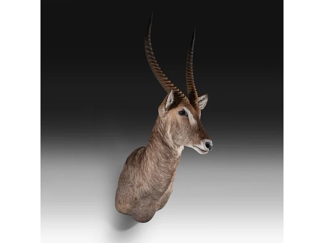 Waterbuck (kobus ellipsiprymnus) shoulder mount, taxidermy trophy, h 140 cm - afbeelding 3 van  3