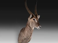 Waterbuck (kobus ellipsiprymnus) shoulder mount, taxidermy trophy, h 140 cm - afbeelding 3 van  3